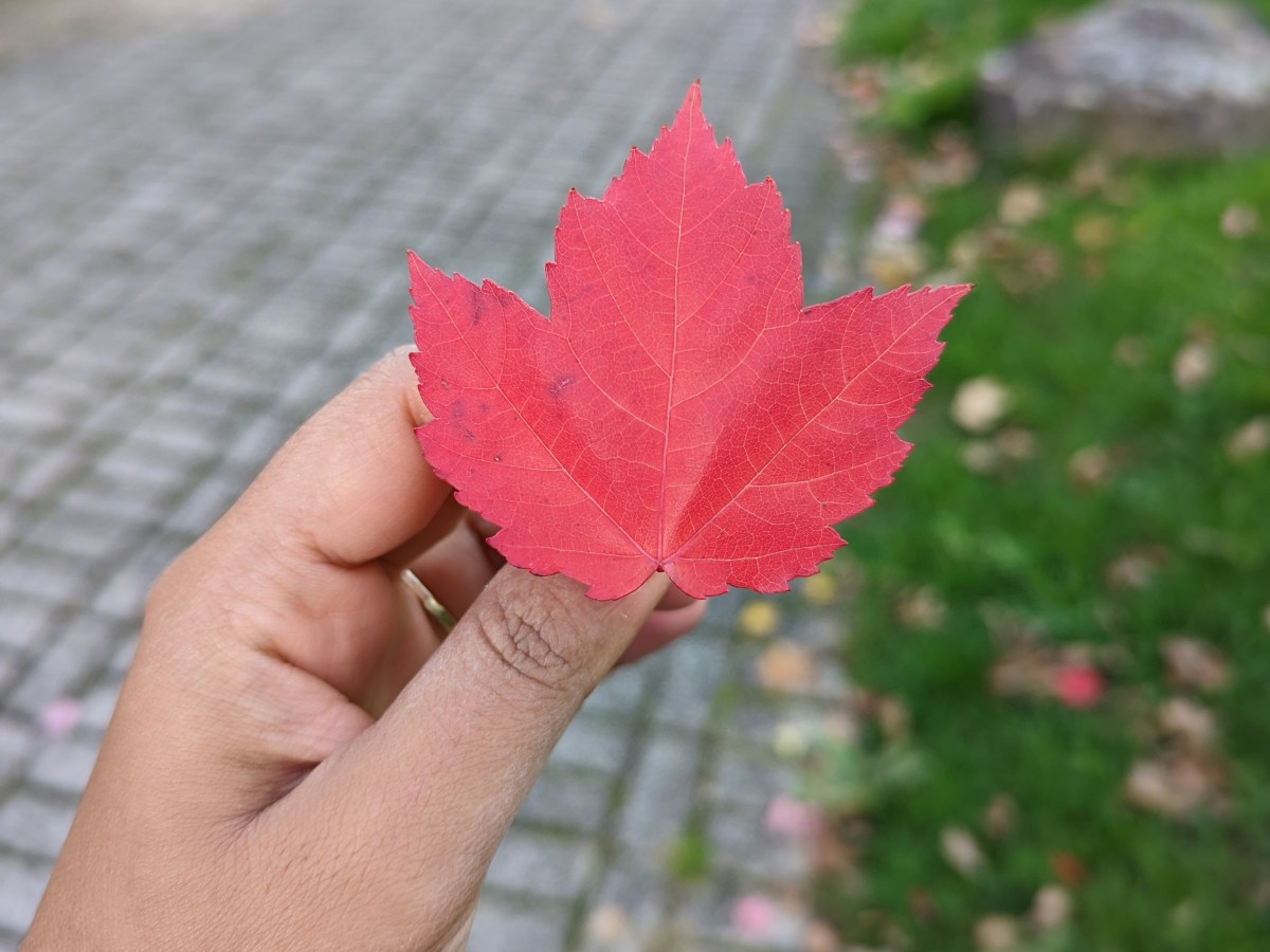 Fall 2022 – ft.&nbsp;Germany